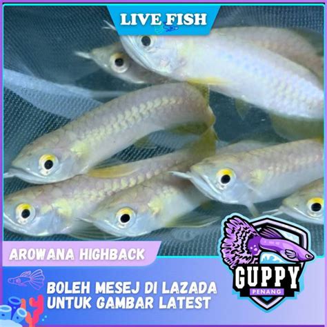 Arowana Highbackmgbb Saiz 3 Inci 8 Inci Ikan Kelisa Bukit Merah