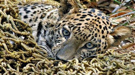 Human Leopard Conflict Has Increased Threefold In Karnataka Finds