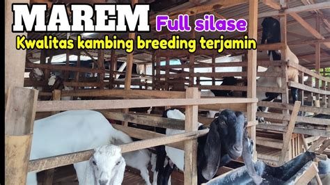 Ternak Kambing Jawa Randu Tanpa Rumput Sekalipun YouTube