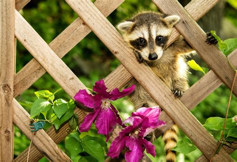 Baby Raccoon jigsaw puzzle in Macro puzzles on TheJigsawPuzzles.com