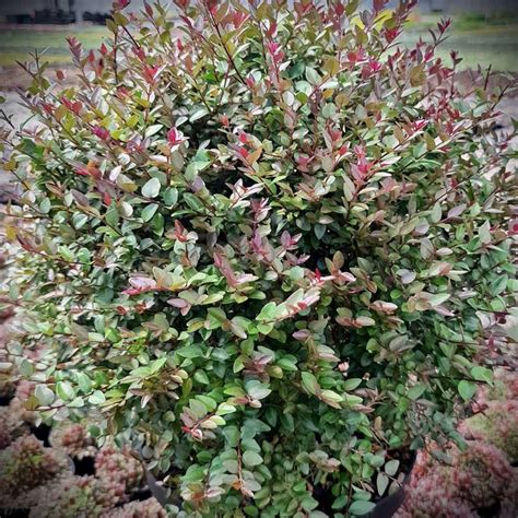 Lonicera Nitida Garden Clouds Purple Storm Lonicera From Flowerwood