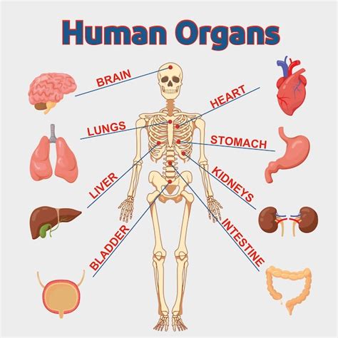 Rganos Internos Humanos Infograf A Anatom A Cuerpo Cerebro Y Ri N