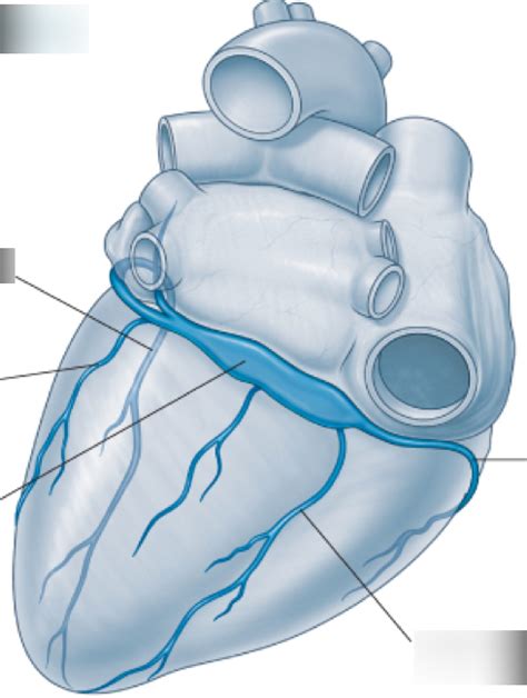 Venous Drainage Of The Heart Diagram Quizlet