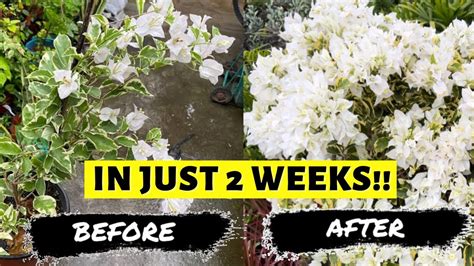 7 Simple Steps To Make Your Bougainvillea Bloom All Year Youtube