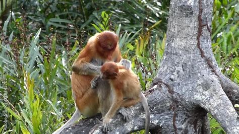 Female Proboscis Monkey Nasalis Larvatus With A Baby Sitting On A