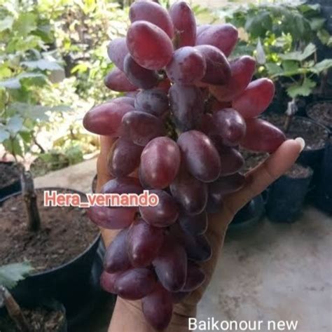 Jual Bibit Anggur Import Baikonur New Asli Hasil Grafting Shopee