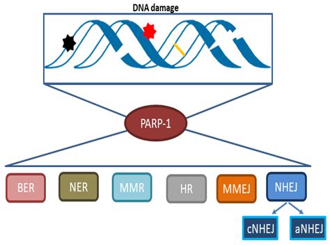 Cells Free Full Text Multifaceted Role Of Parp 1 In Dna Repair And