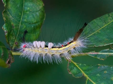 White Marked Tussock Moth Caterpillar Smithsonian Photo Contest