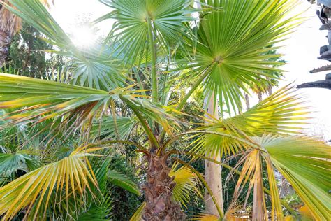 How to Trim a Palm Tree and When Not to Prune