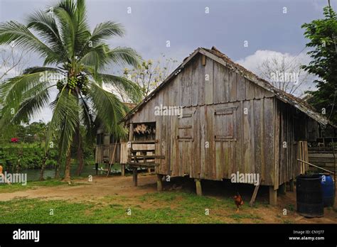 Hölzerne Pfahlhaus Im Tropischen Regenwald Honduras La Mosquitia Las