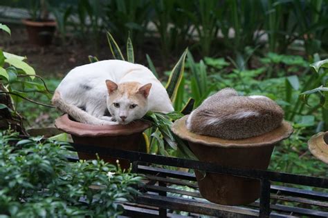 Wie Alt Werden Bkh Katzen Im Durchschnitt Miautastisch De