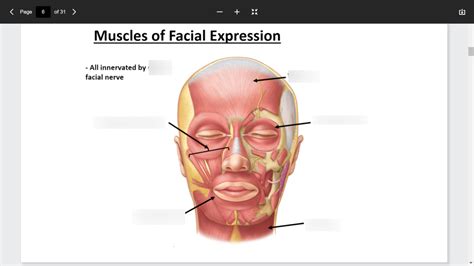 Labelled Muscles Of Facial Expression Diagram | Quizlet