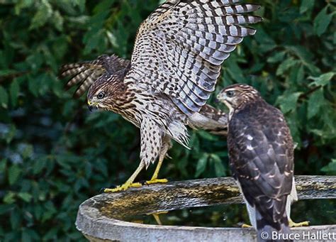 Cooper’s Hawk juvenile | the Intown Hawk