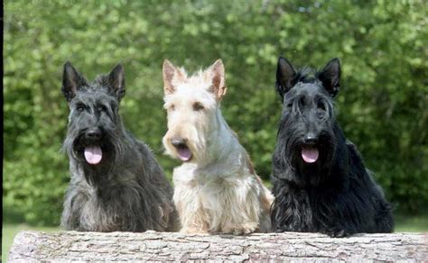 Scottish Terrier Dog Breed » Information, Pictures, & More