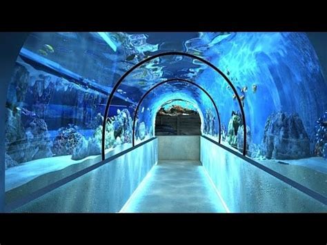 Делфинариум Варна / Varna Dolphinarium - YouTube