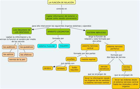 Ciencias Naturales Ud 6 La FunciÓn De RelaciÓn