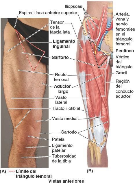 Buque De Guerra Comprender Ambicioso Anatomia Muscular Del Muslo