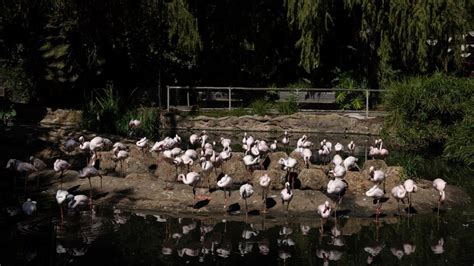 Same Sex Flamingo Couple Hatches Egg At San Diego Safari Park