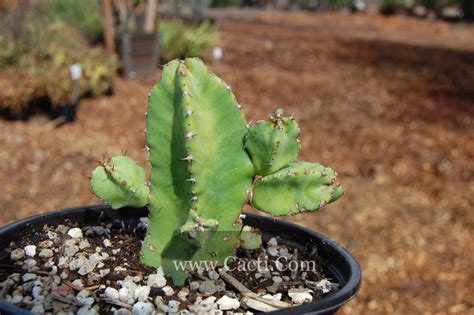 Euphorbia Resinifera Cacti