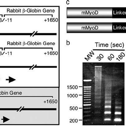 Components Of A MyoD Dependent In Vitro Transcription System A The