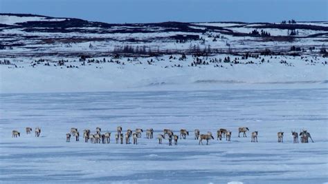 canadanunavut barren ground caribou migration travelunlimited