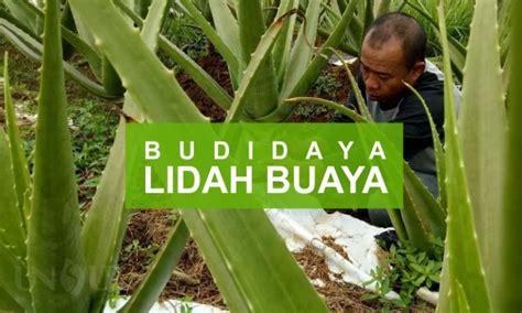 Tips Panduan Cara Budidaya Lidah Buaya Ruangburuh