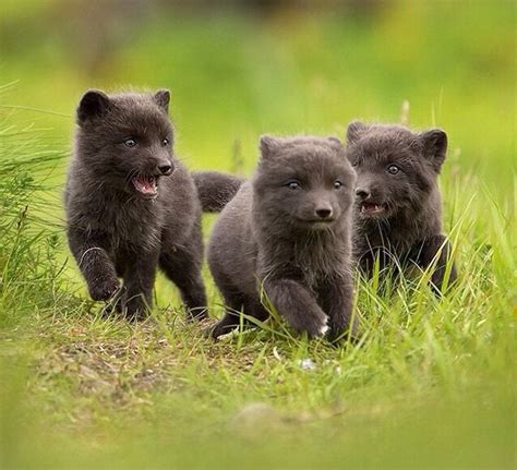 Arctic fox puppies : aww