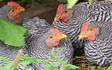 Amrock Chicken Breed Profile Facts LearnPoultry