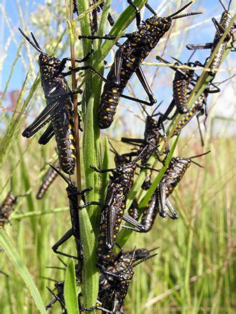 locust | Definition, Size, & Facts | Britannica.com