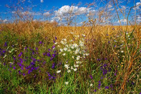 A Field With Tall Golden Grass Purple And White Flowers Under A Blue