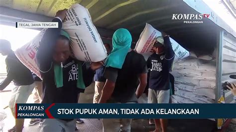 Stok Melimpah Distribusi Pupuk Bersubsidi Di Jawa Tengah Terjamin