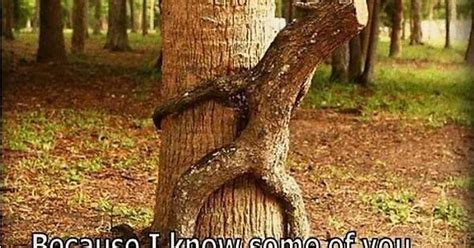 Tree Sex Album On Imgur