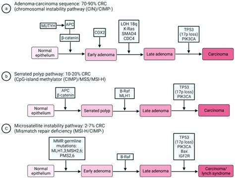 Molecular Pathogenesis And Classification Of Crc A Key Mutations