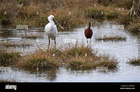 Common Spoonbill Bird In Its Natural Habitat Of Doñana National Park