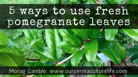 5 Ways To Use Pomegranate Leaves Our Permaculture Life