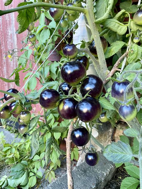 Indigo Rose Tomato