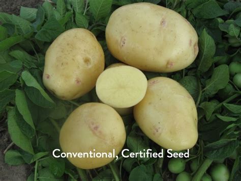 Organic Yukon Gold Seed Potatoes