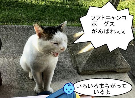 動くイラストと猫漫画：猫漫画「カツラ猫の訪問」と台風接近フリー素材