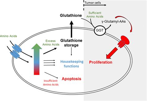 Thioredoxin And Glutathione Systems SpringerLink 58 OFF