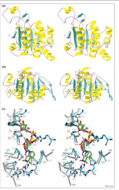 Figure From Crystal Structure Of Human Mitochondrial Nad P