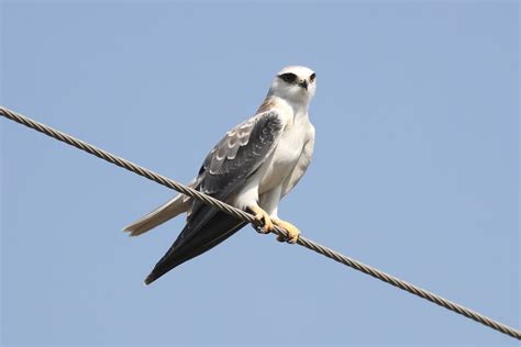 Black Winged Kite Elanus Caeruleus The Black Winged Kite Flickr