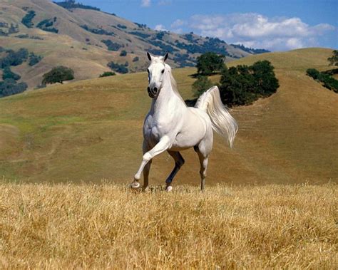 White Horse Mountain Runs Horse Hill Field Hd Wallpaper Peakpx