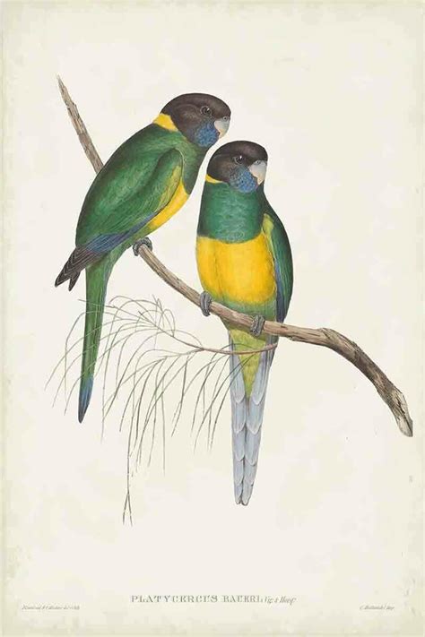 Gravura Pássaros Tropicais Para Quadro Birds Of Australia Lxxxviii