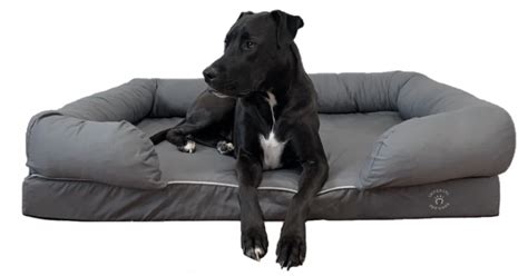 10 Best Large Dog Beds Australia – Including XL, XXL & XXXL ...