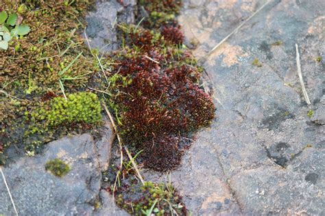 Glossy Red Bryum Moss From Capital BC Canada On March 3 2024 At 12