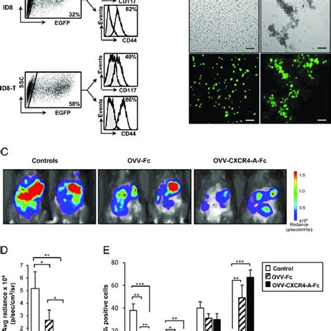 Phenotypic Characterization And Sphere Forming Ability Of Id T Ovarian