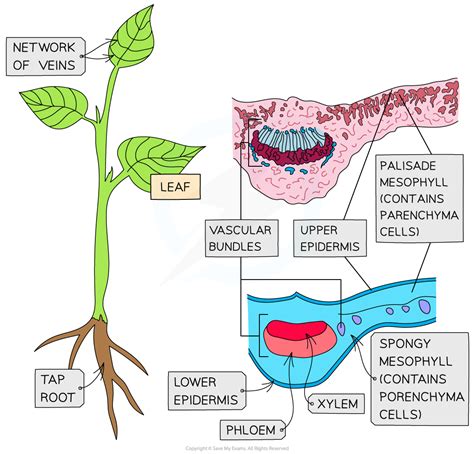 Plant Transverse Sections Cie As Biology Revision Notes 2025