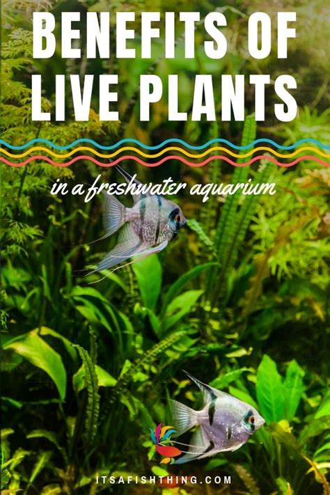 Benefits Of Live Plants In A Freshwater Aquarium Fish Tank Plants