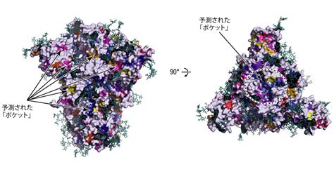 スパイクタンパク質の構造変化を予測 理化学研究所