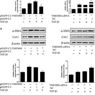 TMEM88 inhibited HSCs activation in TGFβ1stimulated LX2 cells A